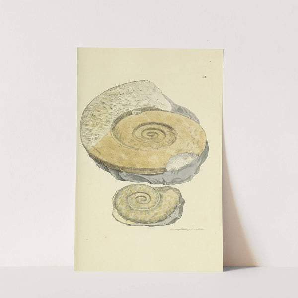 The mineral conchology of Great Britain Pl.039 by James Sowerby