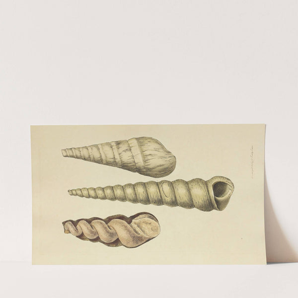 The mineral conchology of Great Britain Pl.040 (1812) by James Sowerby