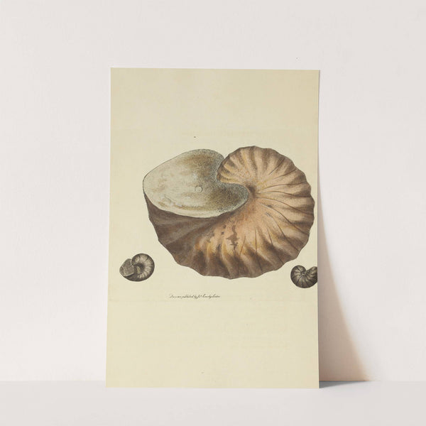 The mineral conchology of Great Britain Pl.041 by James Sowerby