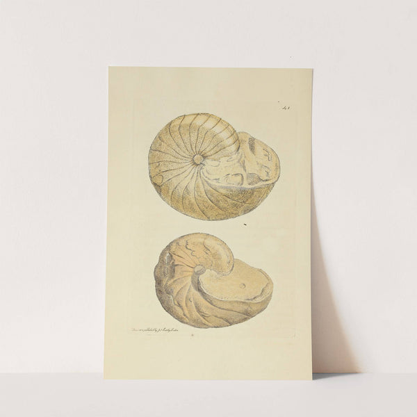 The mineral conchology of Great Britain Pl.042 by James Sowerby