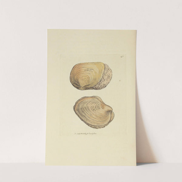 The mineral conchology of Great Britain Pl.044 by James Sowerby