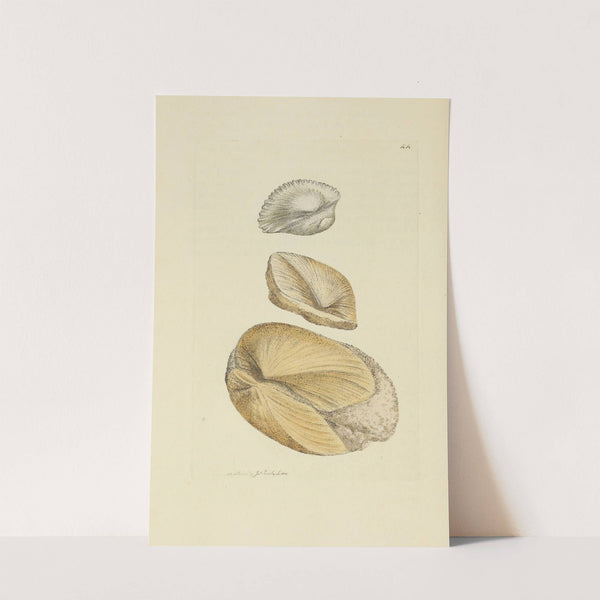 The mineral conchology of Great Britain Pl.045 by James Sowerby