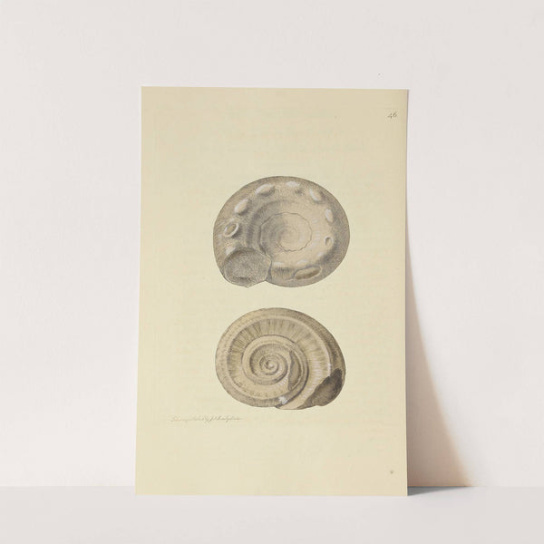 The mineral conchology of Great Britain Pl.047 by James Sowerby