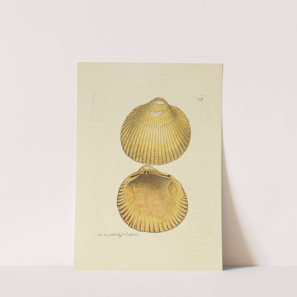 The mineral conchology of Great Britain Pl.050 by James Sowerby