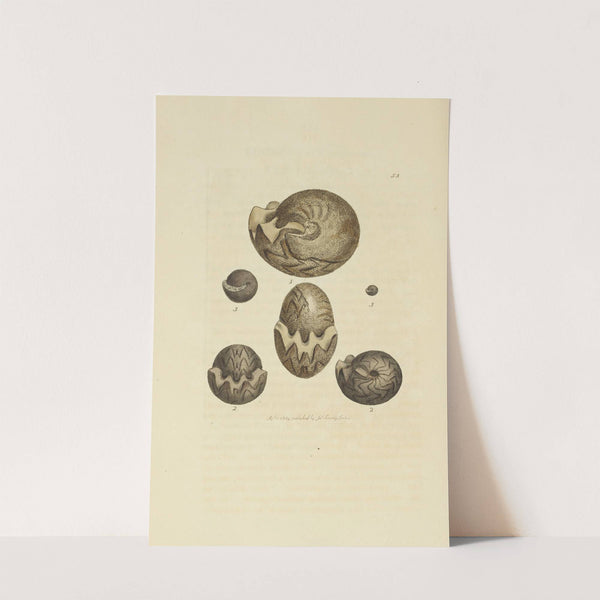 The mineral conchology of Great Britain Pl.054 by James Sowerby