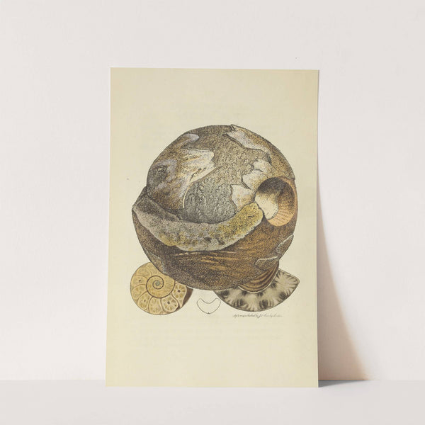 The mineral conchology of Great Britain Pl.055 by James Sowerby