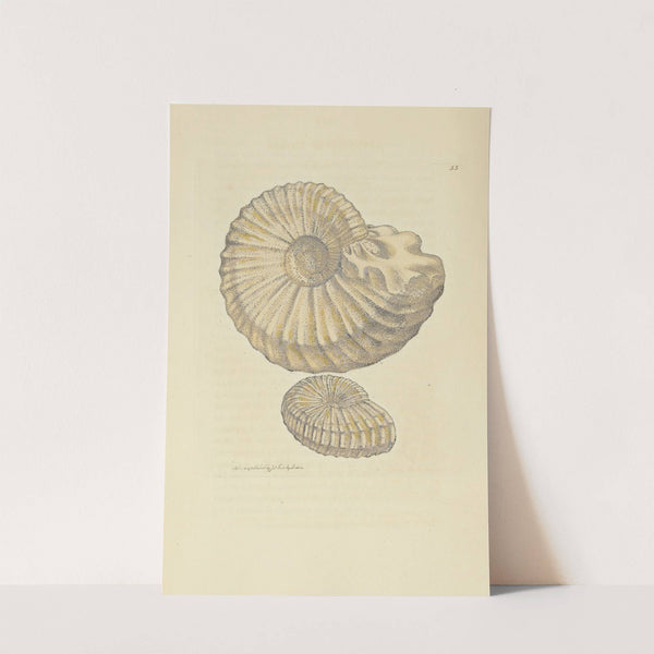 The mineral conchology of Great Britain Pl.056 by James Sowerby