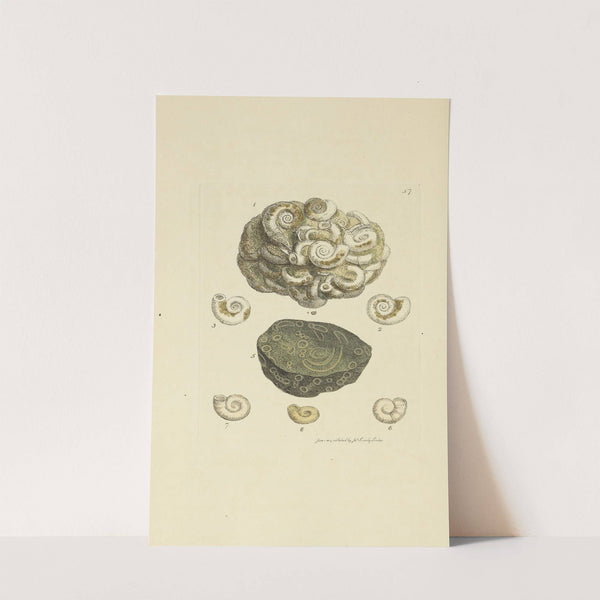 The mineral conchology of Great Britain Pl.058 by James Sowerby