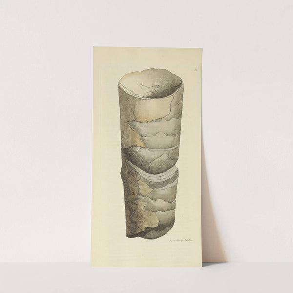 The mineral conchology of Great Britain Pl.059 by James Sowerby