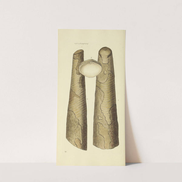 The mineral conchology of Great Britain Pl.060 by James Sowerby