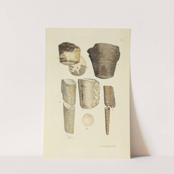 The mineral conchology of Great Britain Pl.061 by James Sowerby