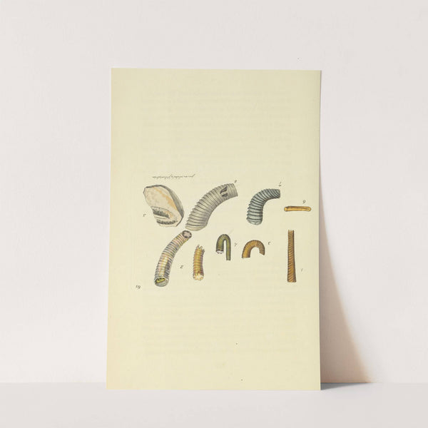 The mineral conchology of Great Britain Pl.062 by James Sowerby