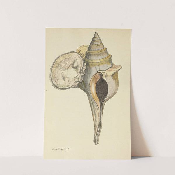 The mineral conchology of Great Britain Pl.064 by James Sowerby