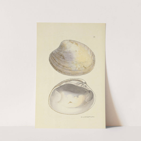 The mineral conchology of Great Britain Pl.065 by James Sowerby