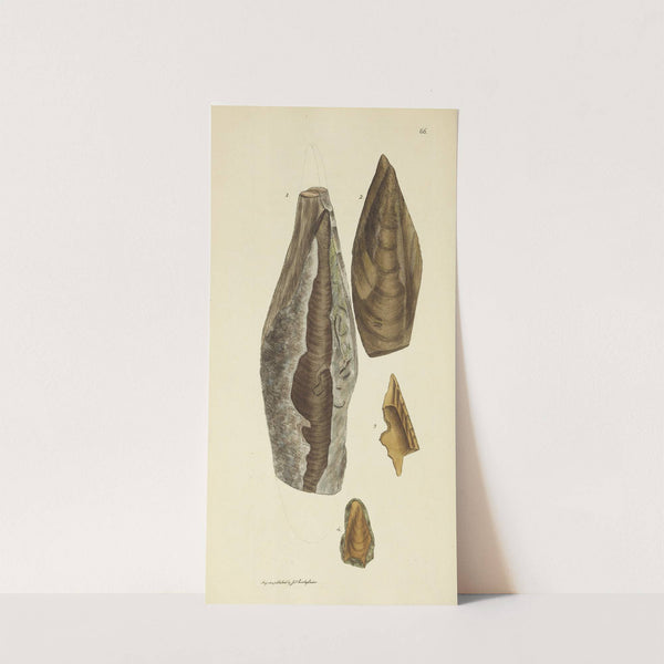 The mineral conchology of Great Britain Pl.066 by James Sowerby