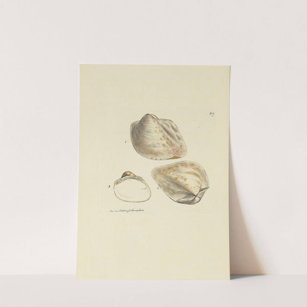 The mineral conchology of Great Britain Pl.067 by James Sowerby