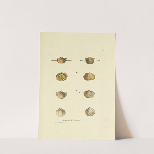 The mineral conchology of Great Britain Pl.068 by James Sowerby