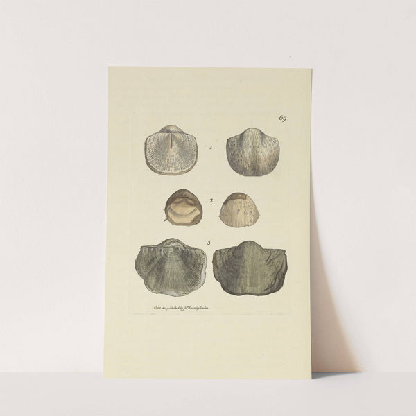 The mineral conchology of Great Britain Pl.069 by James Sowerby