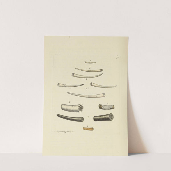 The mineral conchology of Great Britain Pl.070 by James Sowerby