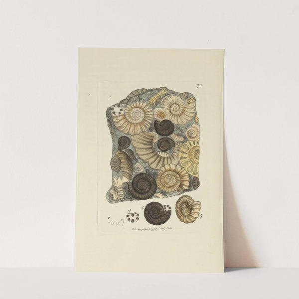 The mineral conchology of Great Britain Pl.073 by James Sowerby