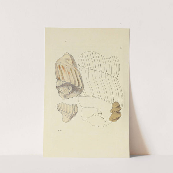 The mineral conchology of Great Britain Pl.074 by James Sowerby