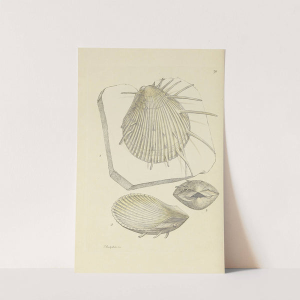 The mineral conchology of Great Britain Pl.077 by James Sowerby