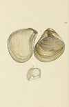 The mineral conchology of Great Britain Pl.079