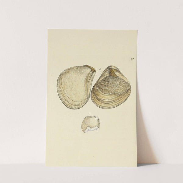 The mineral conchology of Great Britain Pl.079 by James Sowerby