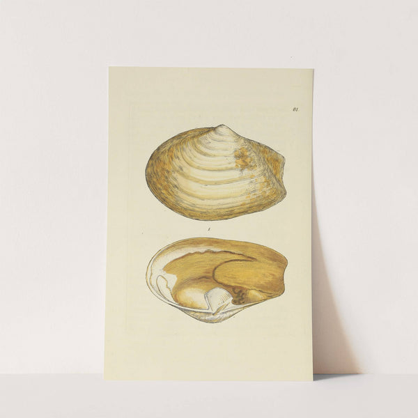 The mineral conchology of Great Britain Pl.080 by James Sowerby