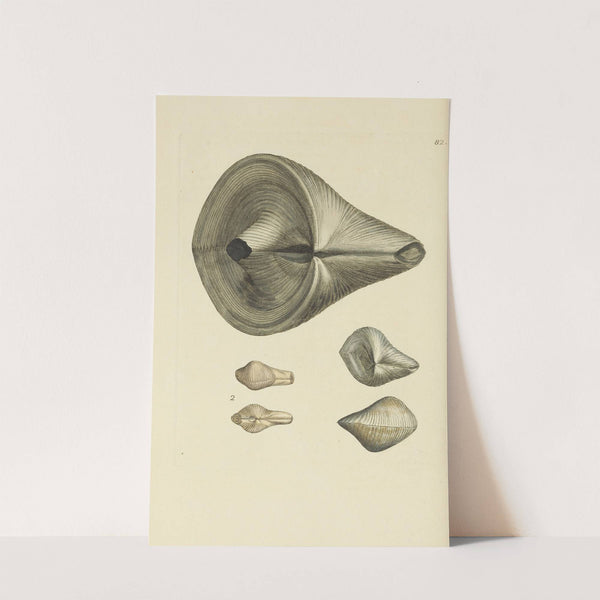 The mineral conchology of Great Britain Pl.081 by James Sowerby