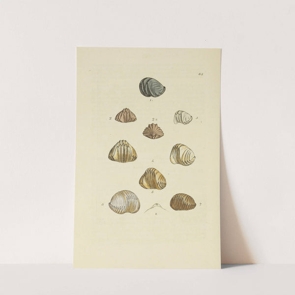 The mineral conchology of Great Britain Pl.082 by James Sowerby