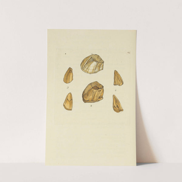 The mineral conchology of Great Britain Pl.083 (1812) by James Sowerby