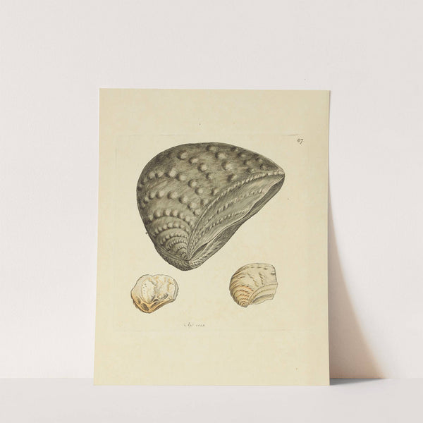 The mineral conchology of Great Britain Pl.086 (1812) by James Sowerby