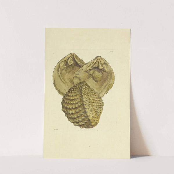 The mineral conchology of Great Britain Pl.087 (1812) by James Sowerby