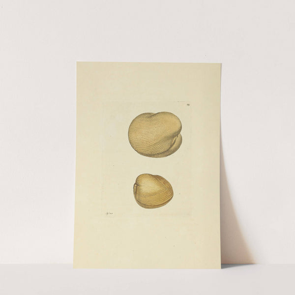 The mineral conchology of Great Britain Pl.088 (1812) by James Sowerby