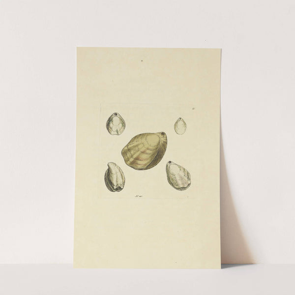 The mineral conchology of Great Britain Pl.089 (1812) by James Sowerby