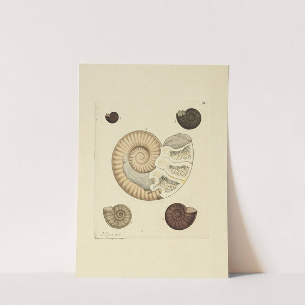 The mineral conchology of Great Britain Pl.091 (1812) by James Sowerby