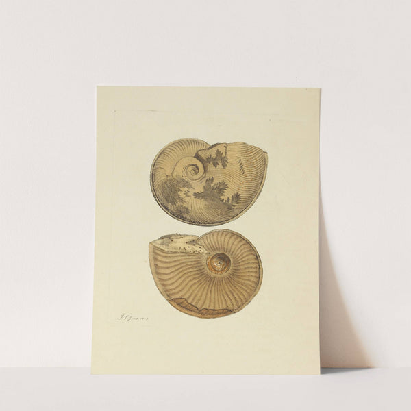 The mineral conchology of Great Britain Pl.093 (1812) by James Sowerby