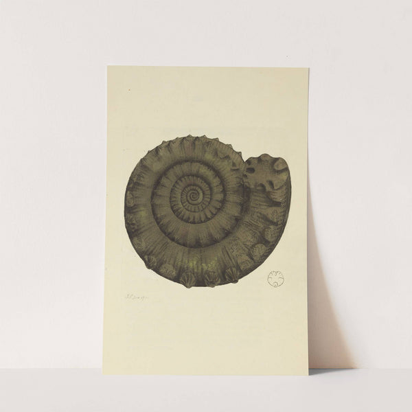 The mineral conchology of Great Britain Pl.094 (1812) by James Sowerby