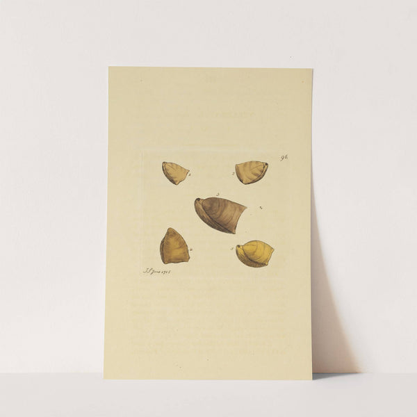 The mineral conchology of Great Britain Pl.095 (1812) by James Sowerby