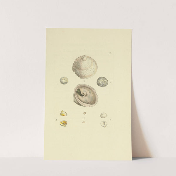 The mineral conchology of Great Britain Pl.096 (1812) by James Sowerby