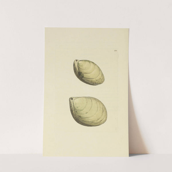 The mineral conchology of Great Britain Pl.099 (1812) by James Sowerby