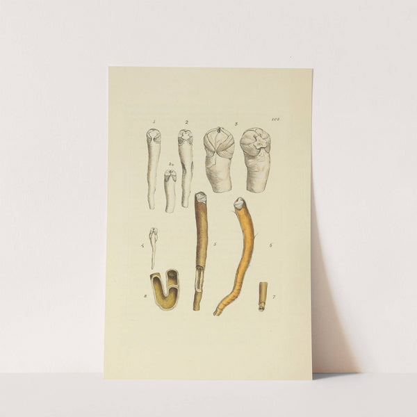 The mineral conchology of Great Britain Pl.101 by James Sowerby