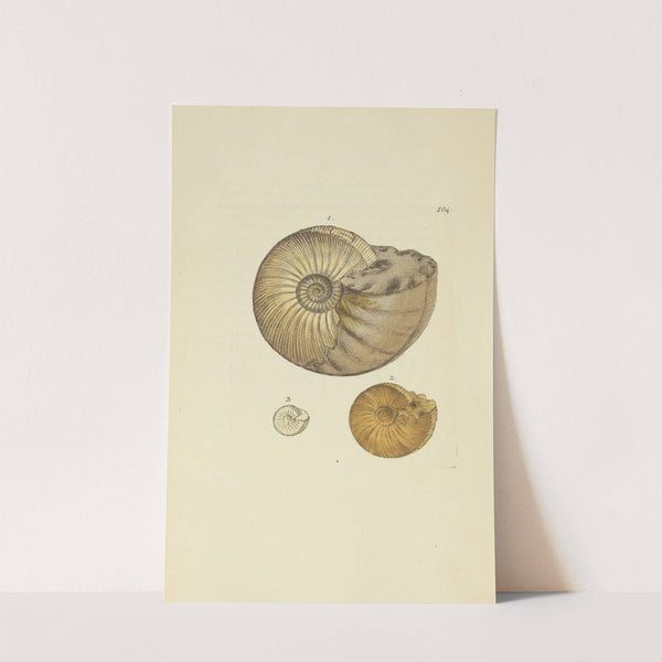 The mineral conchology of Great Britain Pl.103 by James Sowerby