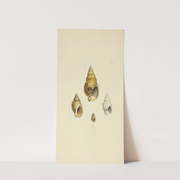 The mineral conchology of Great Britain Pl.109 by James Sowerby