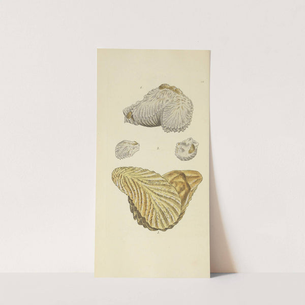 The mineral conchology of Great Britain Pl.110 by James Sowerby