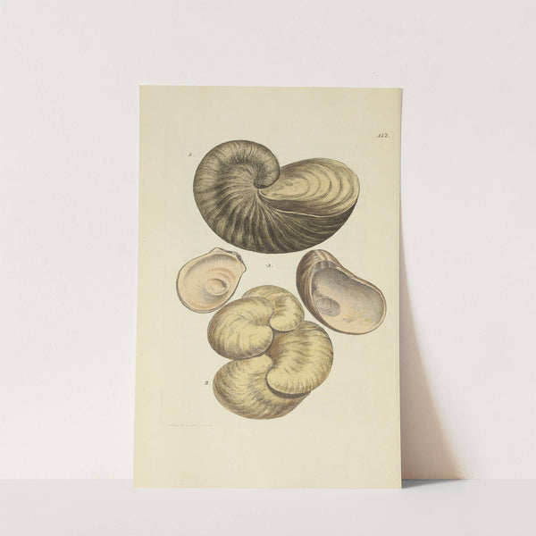 The mineral conchology of Great Britain Pl.111 by James Sowerby