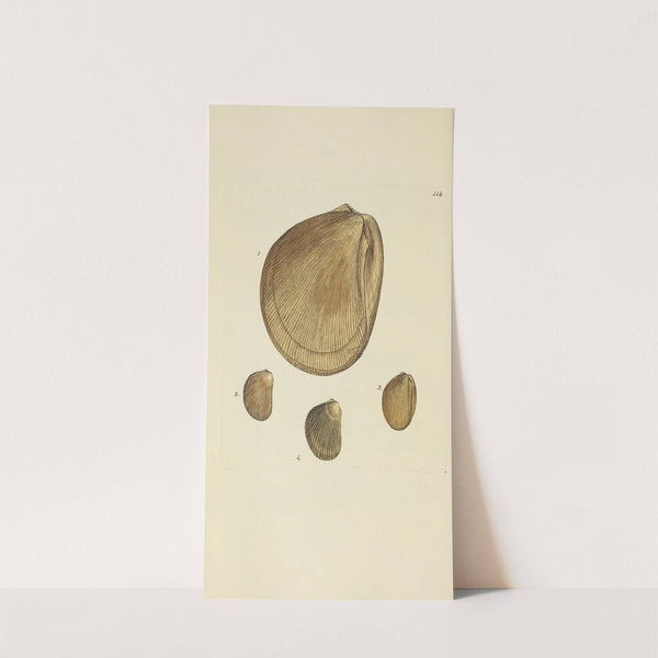 The mineral conchology of Great Britain Pl.113 by James Sowerby