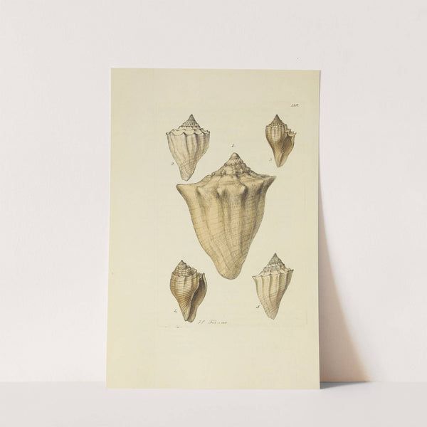 The mineral conchology of Great Britain Pl.114 by James Sowerby