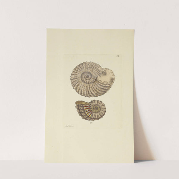 The mineral conchology of Great Britain Pl.116 by James Sowerby